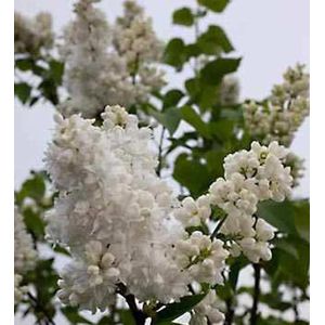 Edelflieder Souvenir Alice Harding - Kircher-Collection 40-60cm - Syringa vulgaris