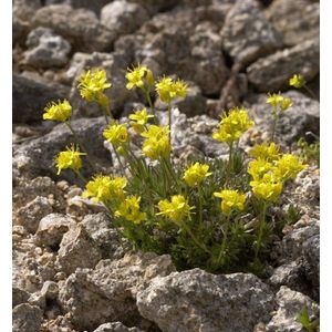 Immergr&#252;nes Felsenbl&#252;mchen - Draba aizoides
