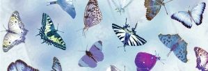 Transparentpapier 115g qm 50x61cm Schmetterling