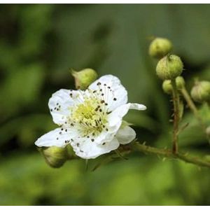 Chinesische Brombeere - Rubus tricolor
