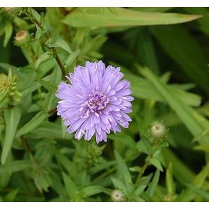 Rauhblattaster Marie Ballard - Aster novae angliae