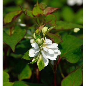 Eidechsenschwanz Plena - Houttuynia cordata