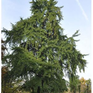 F&#228;cherblattbaum 100-125cm - Ginkgo biloba
