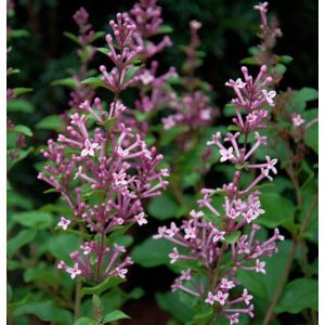 Edelflieder Bloomerang® Pink Perfume 80-100cm - Syringa