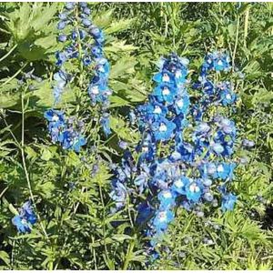 Rittersporn Sternenhimmel - Delphinium belladonna