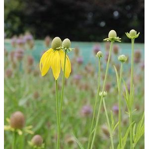 Pr&#228;riesonnenhut - Ratibida columnifera