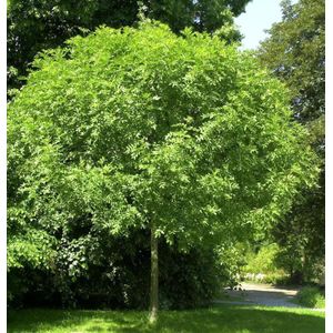 Hochstamm Kugel Esche Gr&#252;ne Kugel 80-100cm - Fraxinus