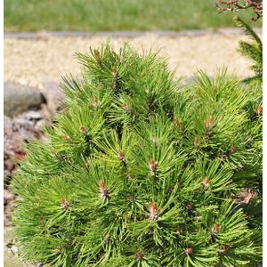 Hakenkiefer Nana 25-30cm - Pinus uncinata