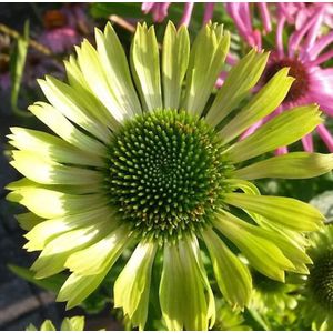 Sonnenhut Green Jewel - Echinacea purpurea