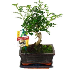 Bonsai Szechuan-Pfeffer - Zanthoxylum piperitum - ca. 6 Jahre - Kugelform