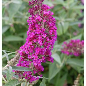 Schmetterlingsstrauch Magenta 30-40cm - Buddleja