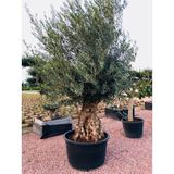 Olea Europaea - Olijfboom 190-260cm - Dikke Stammen