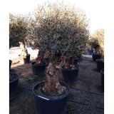 Olea Europaea - Olijfboom 190-260cm - Dikke Stammen