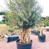 Olea Europaea - Olijfboom 190-260cm - Dikke Stammen