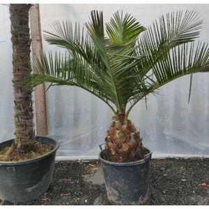 Jubaea Chilensis - Kokospalm 170-200cm - Extra Dikke Stammen