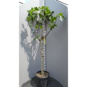 Ficus Carica 'brown Turkey' - Vijgenboom 190-250cm - Zeer Dik
