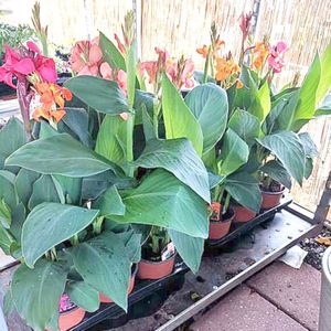 Canna Indica - Tropisch Bloemriet 40-70cm - Gemengde Kleuren