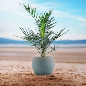 Phoenix Canariensis - Canarische Dadelpalm 50-80cm