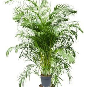 Dypsis Lutescens - Areca Palm - Kamerpalm 170-180cm