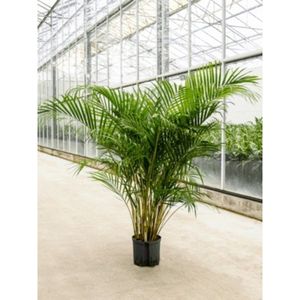 Dypsis Lutescens - Areca Palm - Kamerpalm 110-120cm