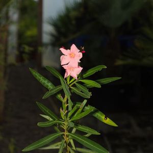 Nerium Oleander - Oleanderplant - Verschillende Kleuren 10-30cm - Roze