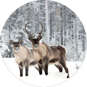 Kerstdecoraties - Glchilderij Ø Moose "winter" - Hoog 50cm - Willekeurig 1