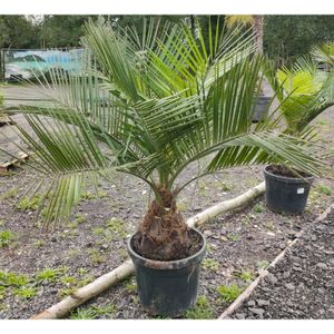 Jubaea Chilensis - Kokospalm 140-180cm