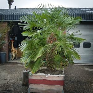 Trachycarpus Fortunei - Waaierpalm 250-300cm - Royal Quality - In Bak