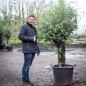 Olea Europaea - Olijfboom 190-225cm - Leegverkoop