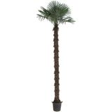 Trachycarpus Fortunei - Waaierpalm 460-550cm - 340-390 Stam