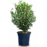 Olea Europaea - Olijfboom 100-130cm - Volle Bos