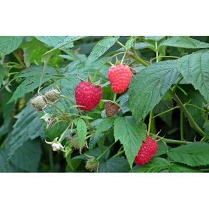 Rubus Idaeus 'autumn Bliss' - Frambozenplant 10-25cm