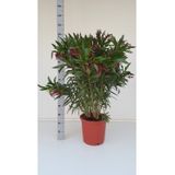 Nerium Oleander - Oleanderplant - Verschillende Kleuren 69-110cm - Zware Kwaliteit!