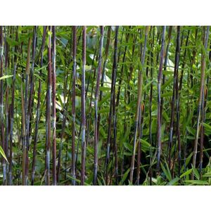 Fargesia Nitida 'winter Joy' - Bamboe 50-80cm