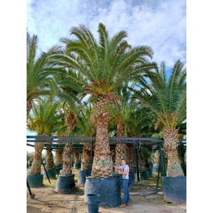 Phoenix Canariensis - Canarische Dadelpalm 700-955cm