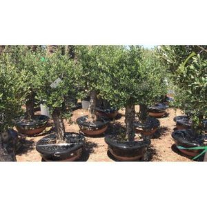 Olea Europaea - Olijfboom 190-230cm - Bowl