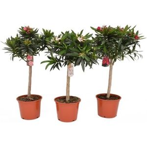 Nerium Oleander - Oleanderplant - Verschillende Kleuren 65-90cm - Op Stam