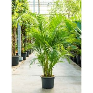 Dypsis Lutescens - Areca Palm - Kamerpalm 190-200cm
