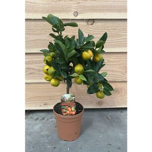 Citrus Mitis 'calamondin' - Zoete Sinaasappelboom  - Biologisch 50-70cm