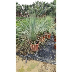 Yucca Rostrata - Palmlelie 68-85cm