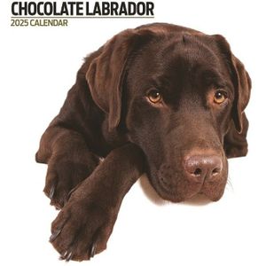 Labrador Retriever Bruin Kalender 2025 Modern