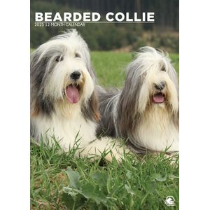 Bearded Collie A3 Kalender 2025