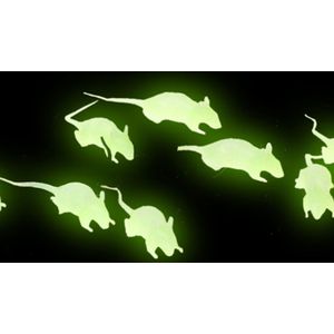 12 fosforescerende ratten