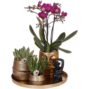 Paarse phalaenopsis orchidee - morelia - potmaat ø9cm gift set hotel chic| plantenset met paarse phalaenopsis orchidee en succulenten incl. Keramieken sierpotten