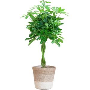 Schefflera arab nora - p19 schefflera arab nora met mand lissabon wit  - 80cm - ø19