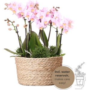 Roze phalaenopsis orchidee - andorra - potmaat ø9cm  roze plantenset in reed basket incl. Waterreservoir | drie roze orchideeën andorra 9cm en drie groene planten rhipsalis |