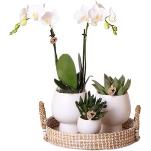Witte phalaenopsis orchidee - plantenset met witte phalaenopsis orchidee en succulenten incl. Keramieken sierpotten