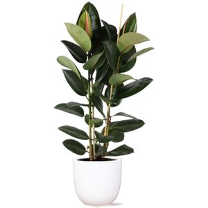 Ficus Elastica Robusta Ø24cm - ↕110cm in Boule WIT pot