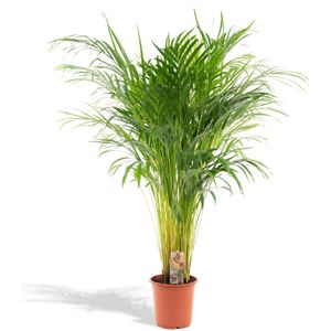 Areca palm areca palm - ø21cm - ↕110cm