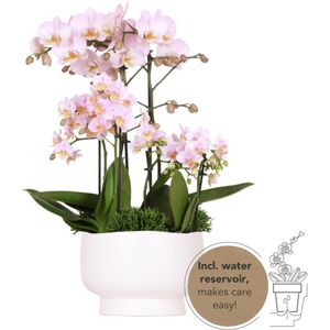 Kolibri orchids | roze phalaenopsis orchidee -mineral kikion - potmaat ø12cm | bloeiende kamerplant - vers van de kweker kolibri orchids | roze plantenset in scandic dish incl. Waterreservoir | drie roze orchideeën en drie groene planten | field bouquet